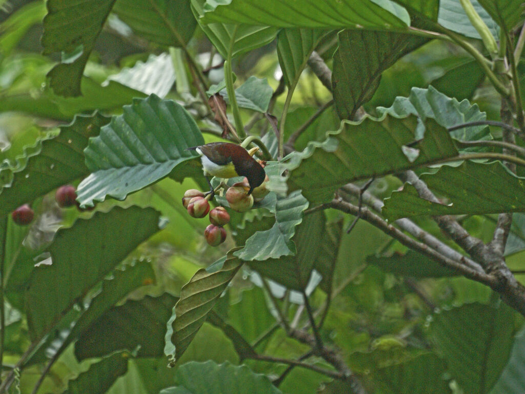 Souimanga à croupion pourpre