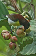 Purple-rumped Sunbird