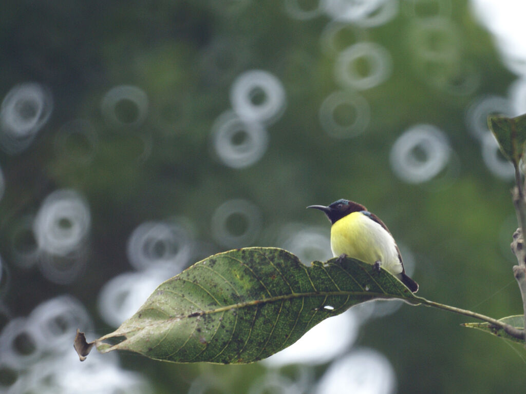 Purple-rumped Sunbird