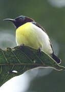 Purple-rumped Sunbird