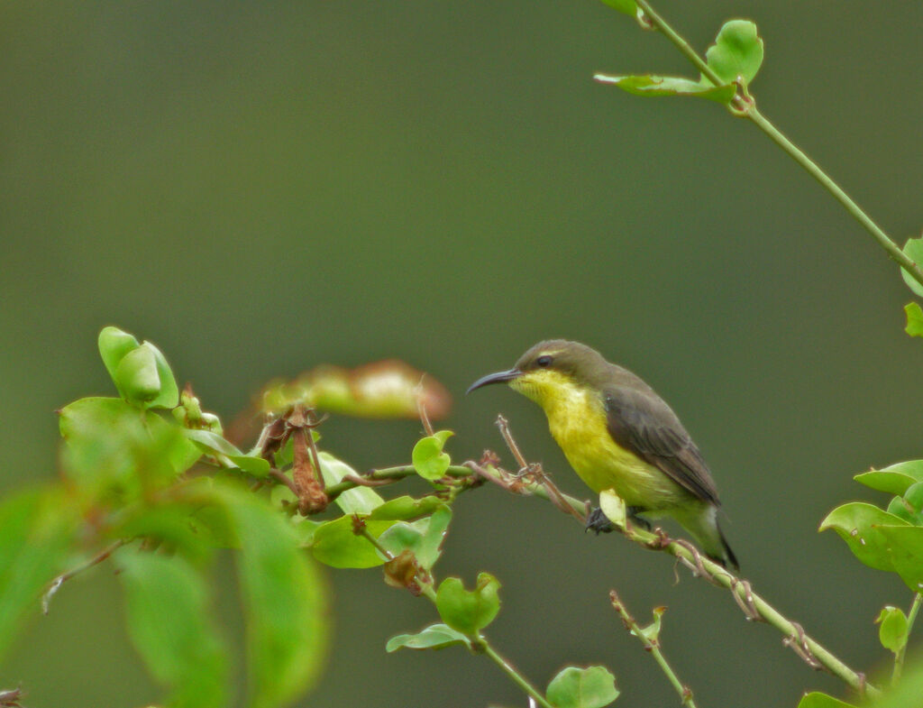 Purple-rumped Sunbird