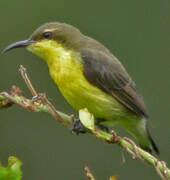 Purple-rumped Sunbird