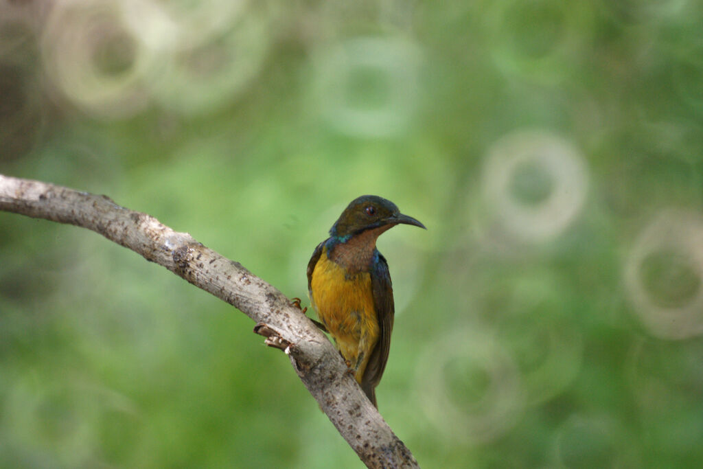 Brown-throated Sunbird