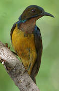 Brown-throated Sunbird