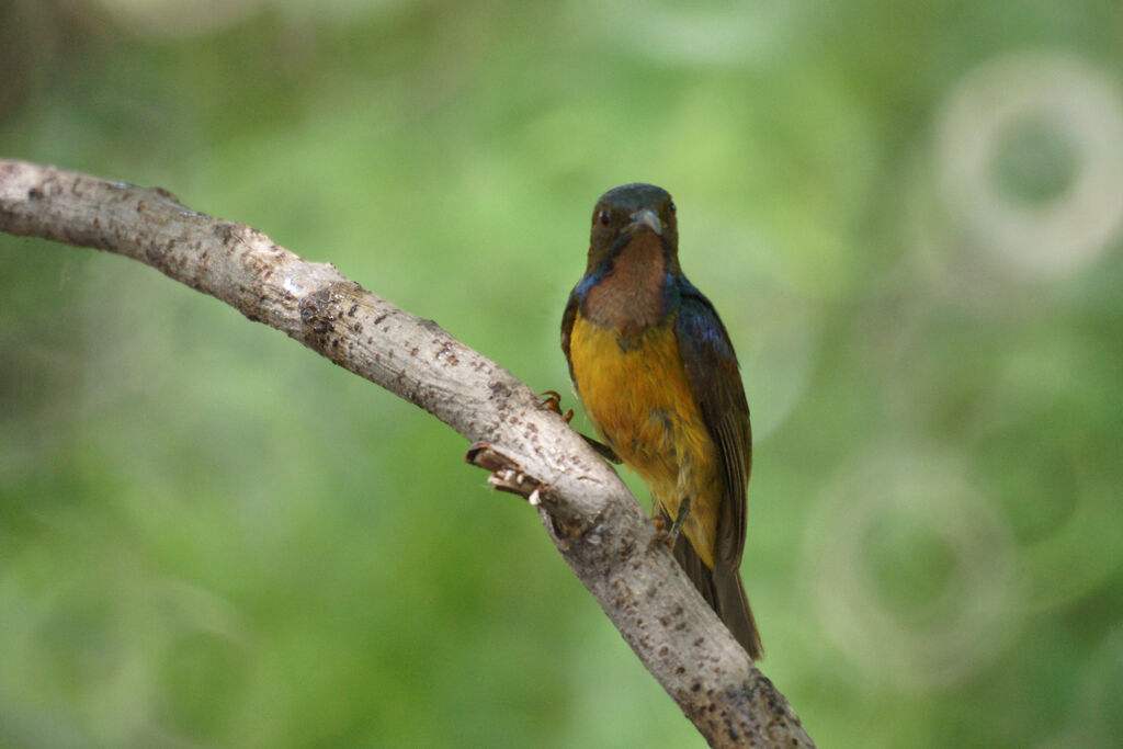 Brown-throated Sunbird