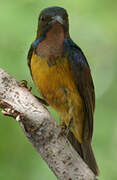 Brown-throated Sunbird