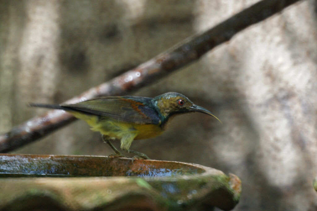 Brown-throated Sunbird