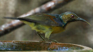 Brown-throated Sunbird