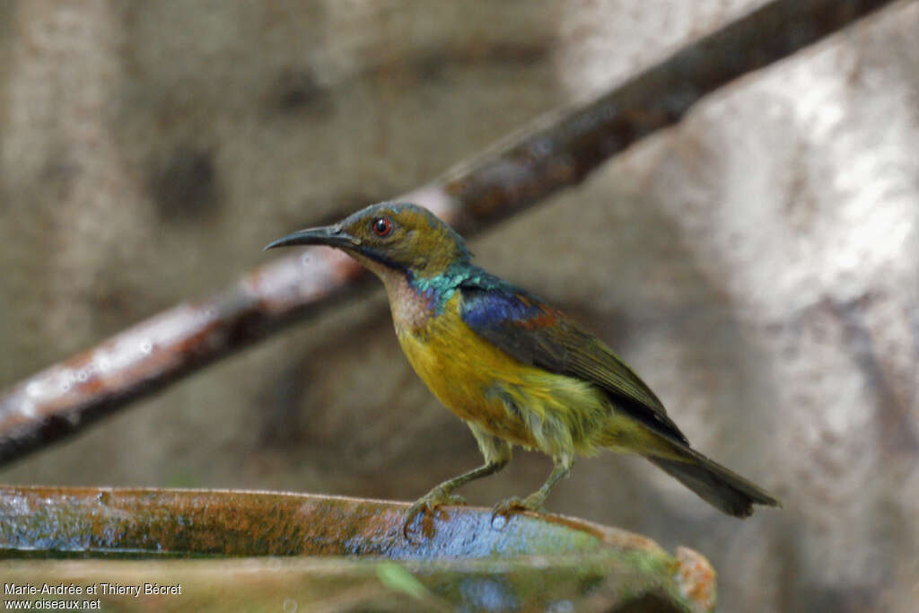 Brown-throated Sunbird, identification