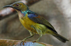 Brown-throated Sunbird