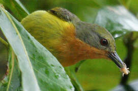 Ruby-cheeked Sunbird