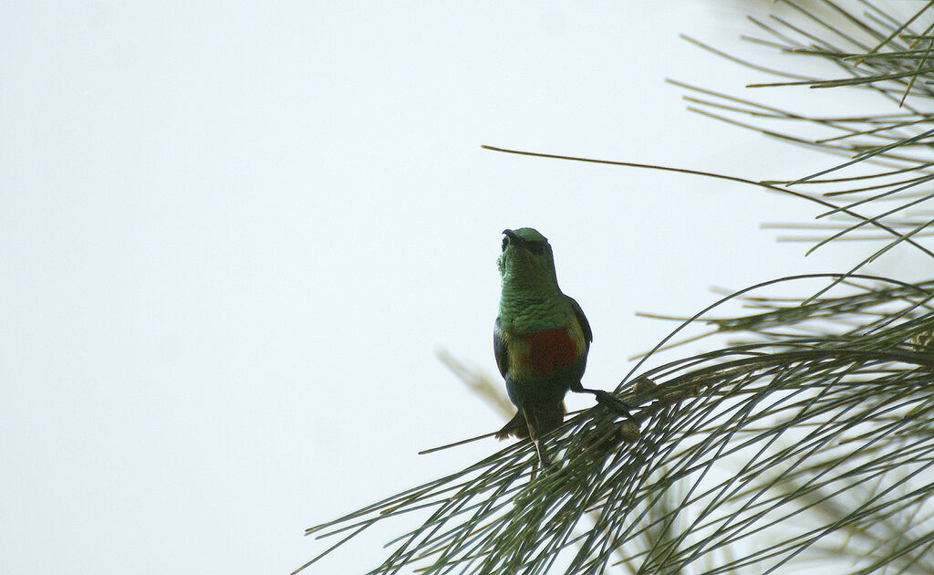 Beautiful Sunbird