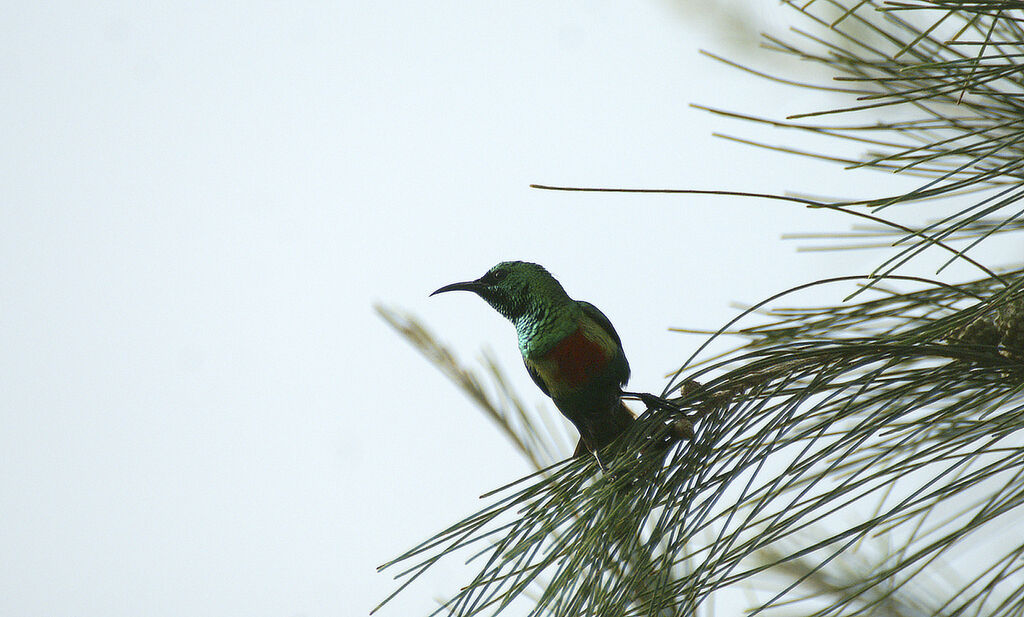 Beautiful Sunbird