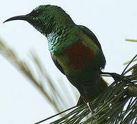 Beautiful Sunbird