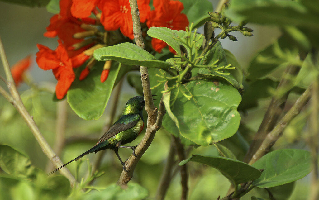 Beautiful Sunbird