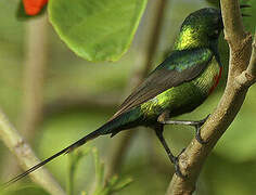 Beautiful Sunbird