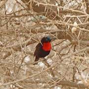 Scarlet-chested Sunbird