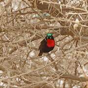 Scarlet-chested Sunbird