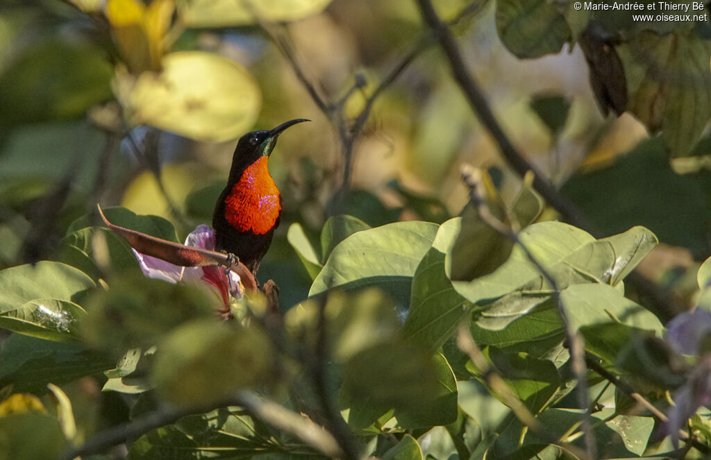 Scarlet-chested Sunbird male