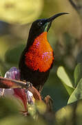 Scarlet-chested Sunbird