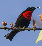 Scarlet-chested Sunbird