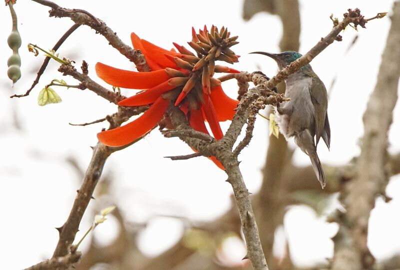 Green-headed Sunbird