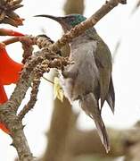 Green-headed Sunbird