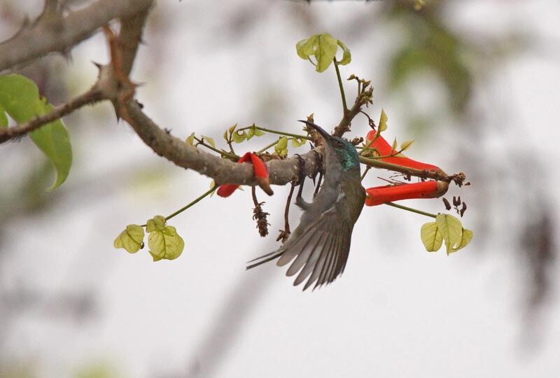 Green-headed Sunbird