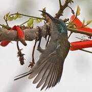 Green-headed Sunbird