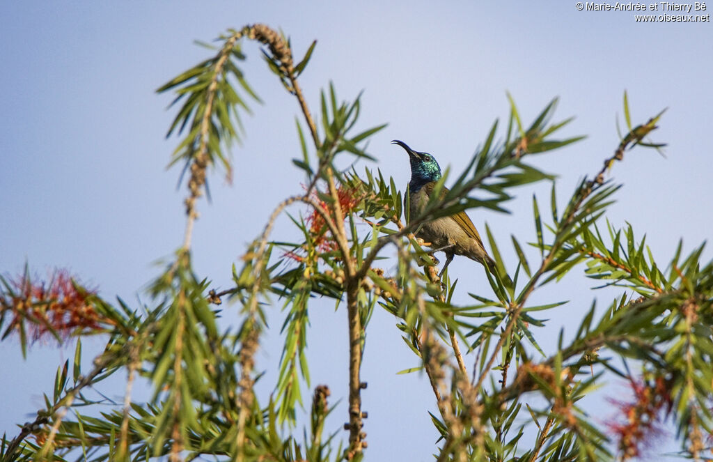 Souimanga à tête verte