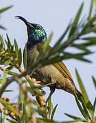 Green-headed Sunbird