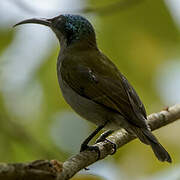 Green-headed Sunbird