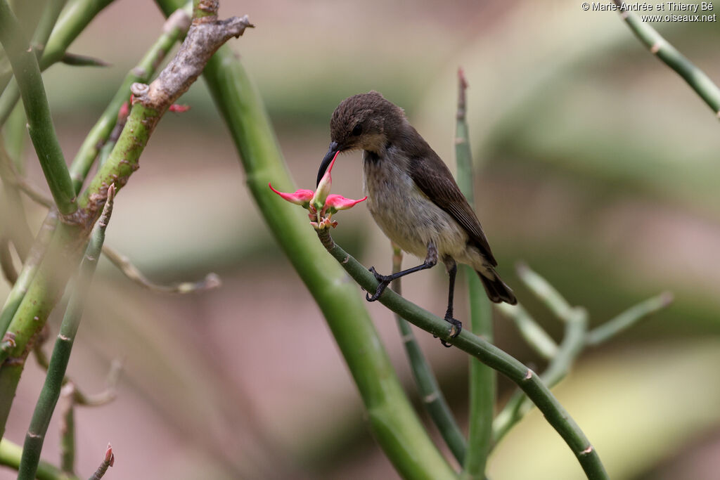 White-bellied Sunbird female