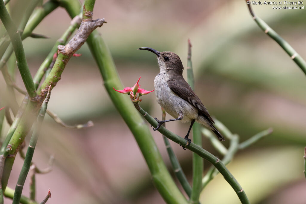 White-bellied Sunbird female
