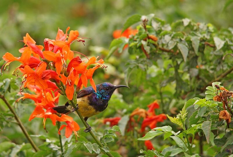 Variable Sunbird male adult