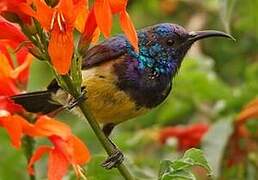 Variable Sunbird