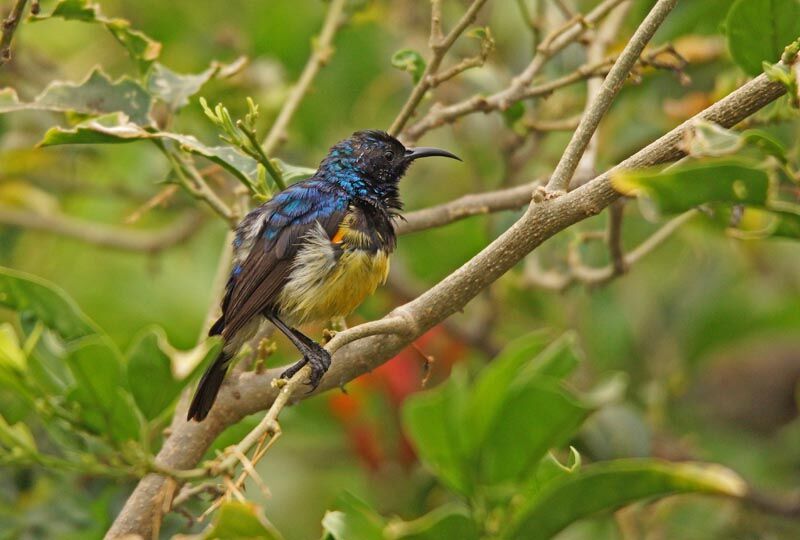 Variable Sunbird male adult