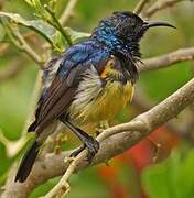 Variable Sunbird