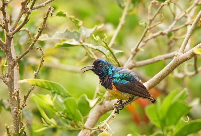 Variable Sunbird male adult