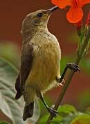 Variable Sunbird