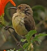 Variable Sunbird