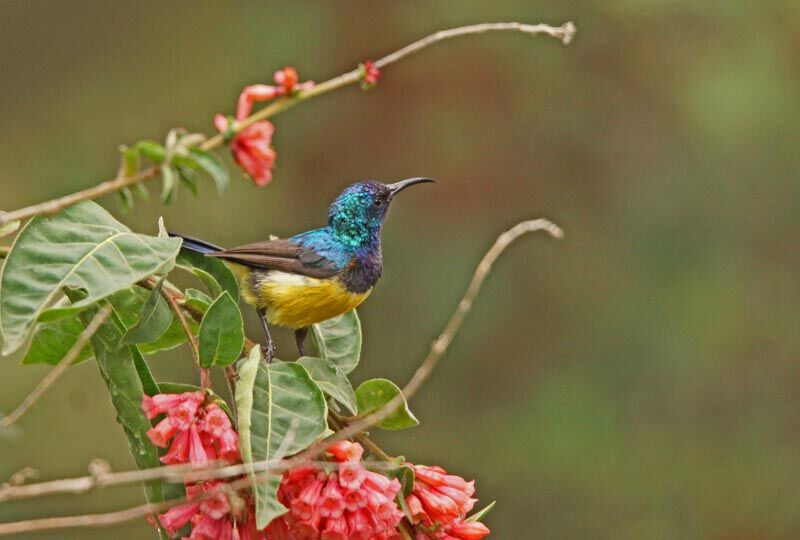 Variable Sunbird