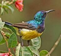 Variable Sunbird