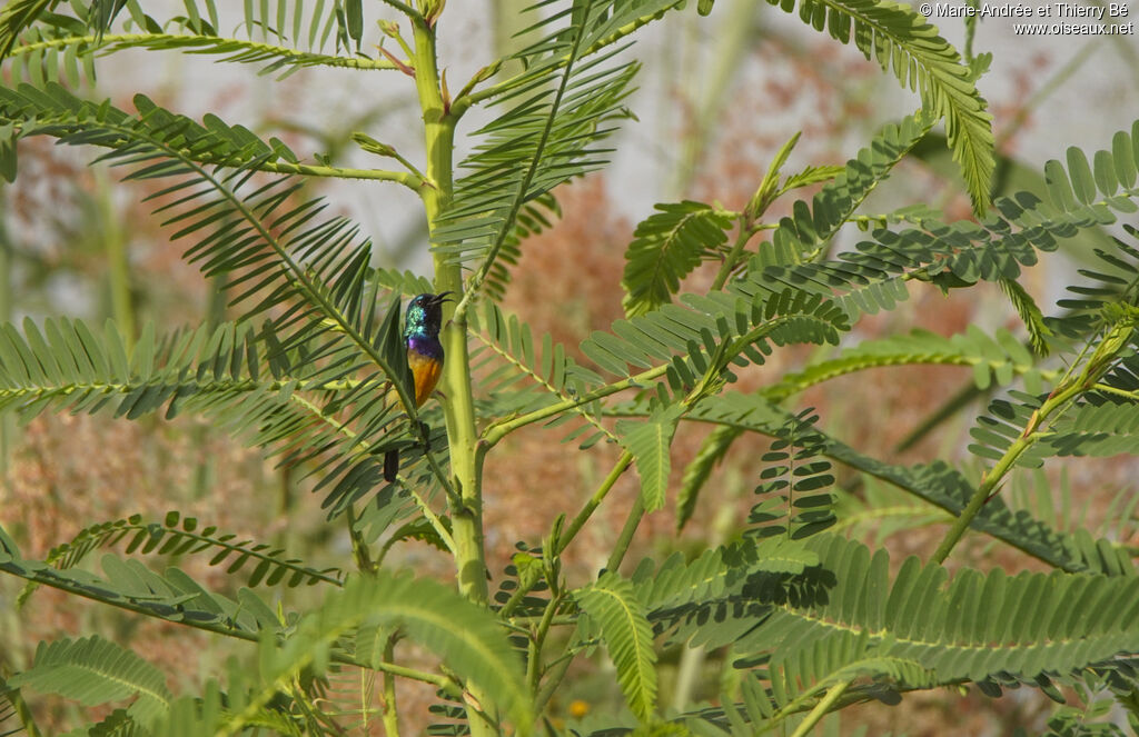 Variable Sunbird