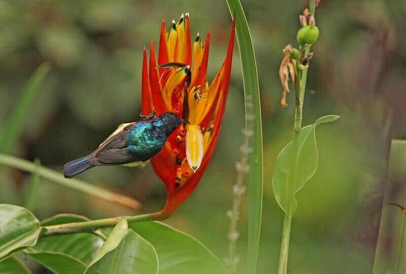 Variable Sunbird male