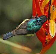 Variable Sunbird