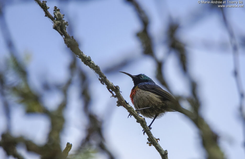 Olive-bellied Sunbird male