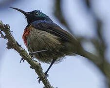 Olive-bellied Sunbird