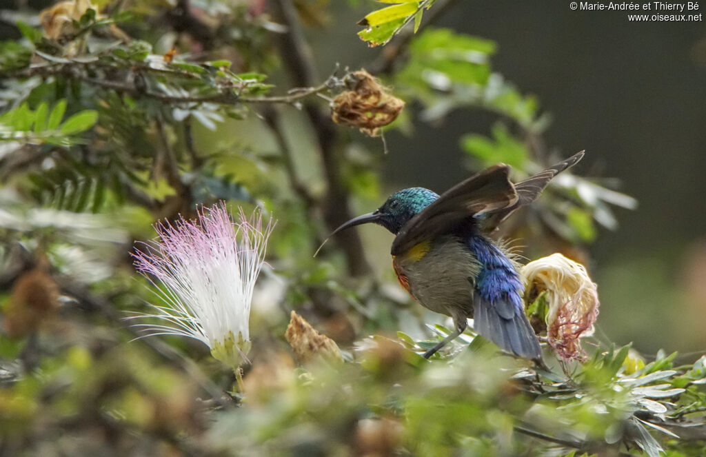 Olive-bellied Sunbird male