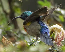 Olive-bellied Sunbird